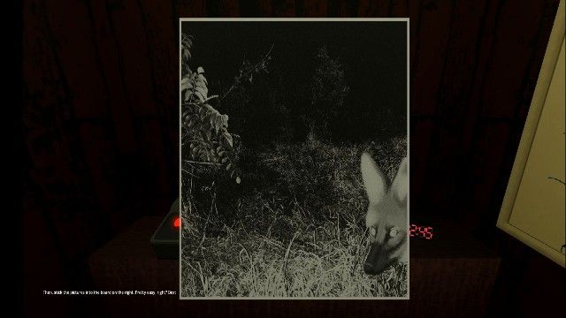 动物观察员 动物观察员