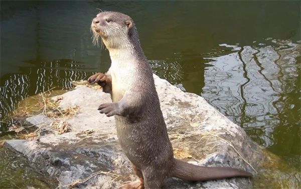 蚂蚁庄园2025年11月23日最新答案