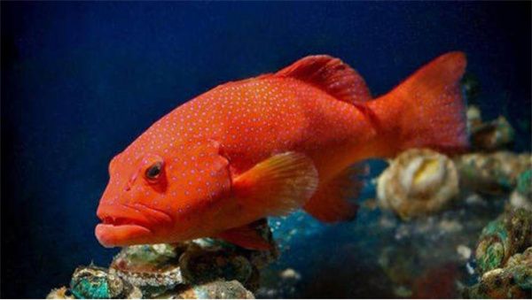 神奇海洋11月22日最新答案2025